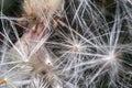 Dandelion at sunset . Freedom to Wish. Dandelion silhouette fluffy flower on sunset sky. Seed macro closeup. Soft focus. Goodbye Royalty Free Stock Photo