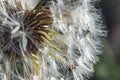 Dandelion at sunset . Freedom to Wish. Dandelion silhouette fluffy flower on sunset sky. Seed macro closeup. Soft focus. Goodbye Royalty Free Stock Photo