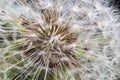 dandelion at sunset . Freedom to Wish. Dandelion silhouette fluffy flower on sunset sky. Seed macro closeup. Soft focus. Goodbye Royalty Free Stock Photo