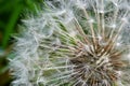 dandelion at sunset . Freedom to Wish. Dandelion silhouette fluffy flower on sunset sky. Seed macro closeup. Soft focus. Goodbye Royalty Free Stock Photo