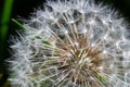 dandelion at sunset . Freedom to Wish. Dandelion silhouette fluffy flower on sunset sky. Seed macro closeup. Soft focus. Goodbye Royalty Free Stock Photo