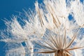 dandelion at sunset . Freedom to Wish. Dandelion silhouette fluffy flower on sunset sky. Seed macro closeup. Soft focus. Goodbye Royalty Free Stock Photo