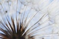 dandelion at sunset . Freedom to Wish. Dandelion silhouette fluffy flower on sunset sky. Seed macro closeup. Soft focus. Goodbye Royalty Free Stock Photo