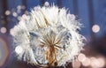 dandelion at sunset . Freedom to Wish. Dandelion silhouette fluffy flower on sunset sky. Seed macro closeup. Soft focus. Goodbye Royalty Free Stock Photo