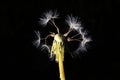 Dandelion sunset macro closeup summer Royalty Free Stock Photo