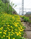 Dandelion superbloom by a railroad Royalty Free Stock Photo