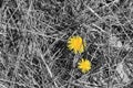 Dandelion surrounded by dry grass part colored