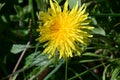 Dandelion - Taraxacum agg, Norfolk, England, UK