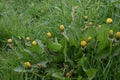 Dandelion - Taraxacum agg, Norfolk, England, UK