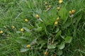 Dandelion - Taraxacum agg, Norfolk, England, UK