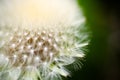 Dandelion, Taraxacum, flower head with connected seeds super extreme macro. Royalty Free Stock Photo