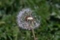 Dandelion / Taraxacum flower head with soft bokeh foliage background. Royalty Free Stock Photo