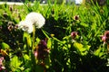The dandelion Taraxacum is a genus of perennial herbaceous plants in the family Asteraceae. Type species of the genus -