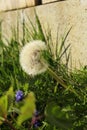 Dandelion clock seed head growing next to wall portrait format. Royalty Free Stock Photo