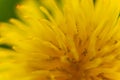 Dandelion Taraxacum officinale close-up. Yellow primrose. Bright spring background. Shallow depth of field, macro Royalty Free Stock Photo