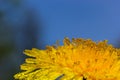 Dandelion Taraxacum officinale close-up. Yellow primrose. Bright spring background. Shallow depth of field, macro Royalty Free Stock Photo