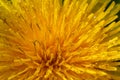 Dandelion Taraxacum officinale close-up. Yellow primrose. Bright spring background. Shallow depth of field, macro Royalty Free Stock Photo