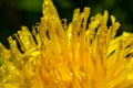 Dandelion Taraxacum officinale close-up. Yellow primrose. Bright spring background. Shallow depth of field, macro Royalty Free Stock Photo