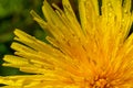 Dandelion Taraxacum officinale close-up. Yellow primrose. Bright spring background. Shallow depth of field, macro Royalty Free Stock Photo