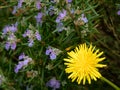 Dandelion Taraxacum officinale flower in full bloom during spring and surrounded by pretty purple flowers of the lavender plant
