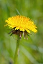 Dandelion (taraxacum officinale) flower head