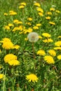Dandelion Taraxacum officinale, flowers in the meadow, spring.