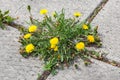 Dandelion, taraxacum officinale, growing on pavement Royalty Free Stock Photo