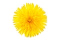 Dandelion Taraxacum Officinale Isolated.