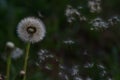 Dandelion Taraxacum Officinale Isolated. Yellow flower in nature green background. Royalty Free Stock Photo