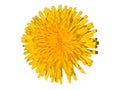 Dandelion Taraxacum Officinale Isolated Royalty Free Stock Photo