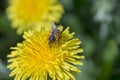 Dandelion, taraxacum officinale. Wild yellow flower and bee in nature, close up, top view Royalty Free Stock Photo