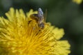 Dandelion, taraxacum officinale. Wild yellow flower and bee in nature, closeup, top view. Ukraine Royalty Free Stock Photo