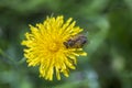 Dandelion, taraxacum officinale. Wild yellow flower and bee in nature, closeup, top view. Ukraine Royalty Free Stock Photo