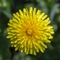 Dandelion, taraxacum officinale. Wild yellow flower in nature, close up, top view Royalty Free Stock Photo