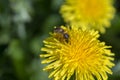 Bee feeding on dandelion flower. Wild yellow flower and honey-bee in nature, close up Royalty Free Stock Photo