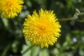 Dandelion, taraxacum officinale. Wild yellow flower in nature, close up, top view Royalty Free Stock Photo