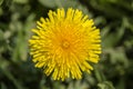 Dandelion, taraxacum officinale. Wild yellow flower in nature, close up, top view Royalty Free Stock Photo