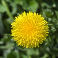 Dandelion, taraxacum officinale. Wild yellow flower in nature, close up, top view Royalty Free Stock Photo