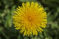 Dandelion, taraxacum officinale. Wild yellow flower in nature, close up, top view Royalty Free Stock Photo