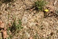 Dandelion Taraxacum pappus 1