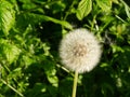Dandelion or Taraxacum pappus in Spring with smooth light