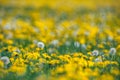 The dandelion Taraxacum sect. Ruderalia Royalty Free Stock Photo