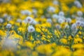 The dandelion Taraxacum sect. Ruderalia Royalty Free Stock Photo