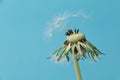 Dandelion (Taraxacum sect. Ruderalia) Royalty Free Stock Photo