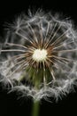 Dandelion - Taraxacum Royalty Free Stock Photo