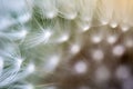 Dandelion, Taraxacum, seeds connected to flower head super macro Royalty Free Stock Photo