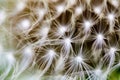 Dandelion, Taraxacum, seeds connected to flower head super macro Royalty Free Stock Photo