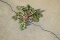 Dandelion ( Taraxacum sp.) plant growing out of a crack in a concrete slab. Royalty Free Stock Photo