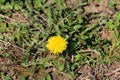 Dandelion or Taraxacum tap-rooted perennial plant with small bright yellow flowers collected into floret growing in home garden Royalty Free Stock Photo