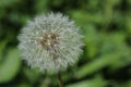 Dandelion. Royalty Free Stock Photo